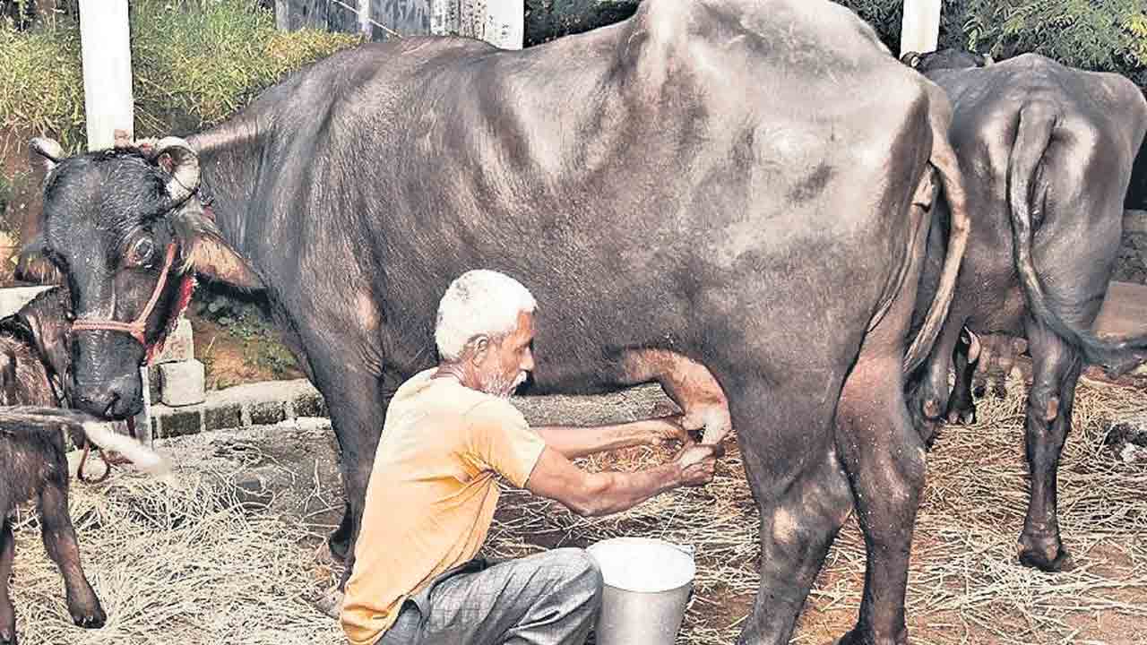 పాడి రైతుకు ప్రోత్సాహం