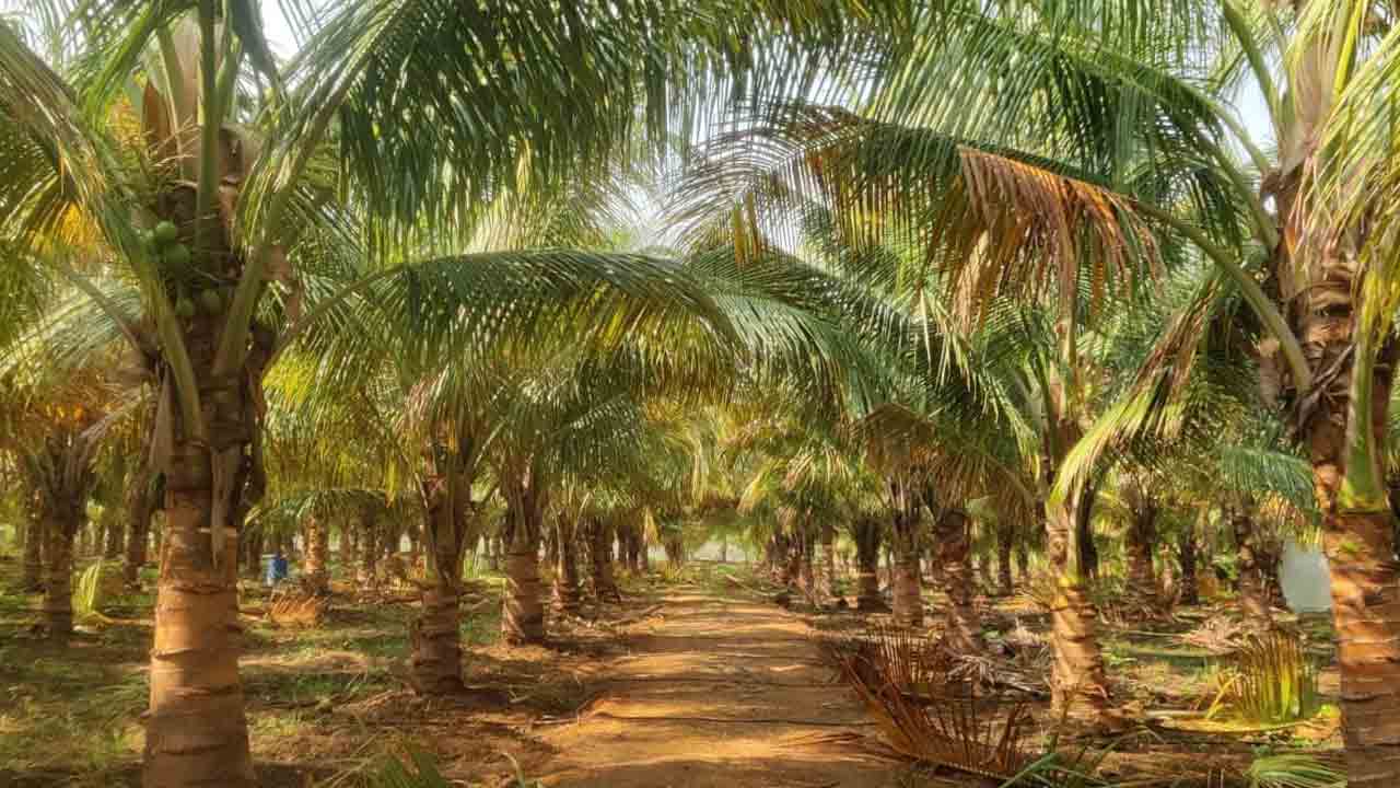 చండూరులో కొబ్బరి సాగు