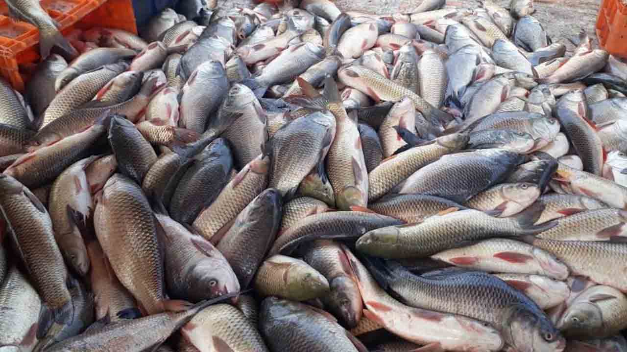 సర్కారు సాయం.. ఉపాధి మార్గం