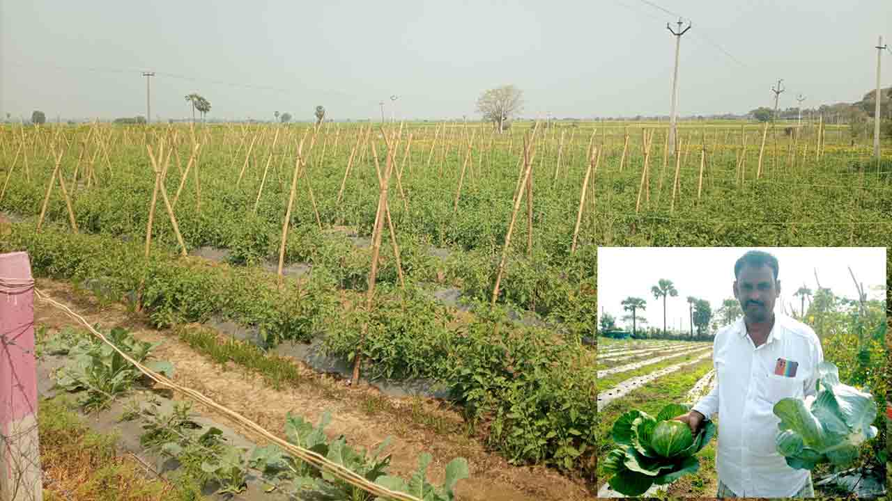 రెండెకరాల్లో ఆరు రకాల కూరగాయలు