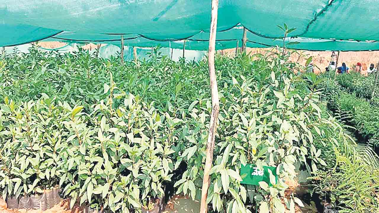 పందిళ్ల నీడ.. హరిత జాడ..