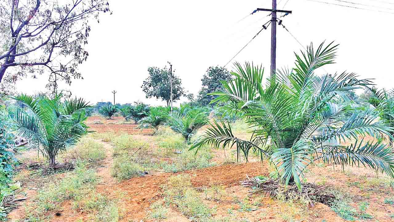 ఆయిల్పాంలో రికార్డు