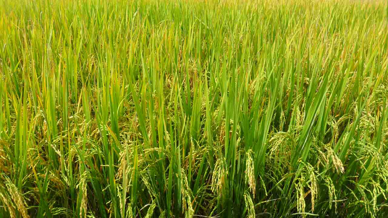 Cultivation cost |  సాగు వ్యయంలో కేంద్రం మాయ.. వాస్తవ ఖర్చు కంటే తక్కువ లెక్కింపు