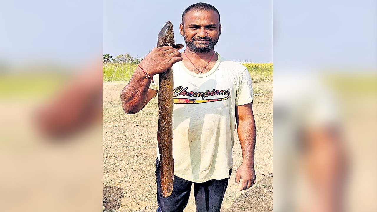 పాము కాదు.. పాపెర