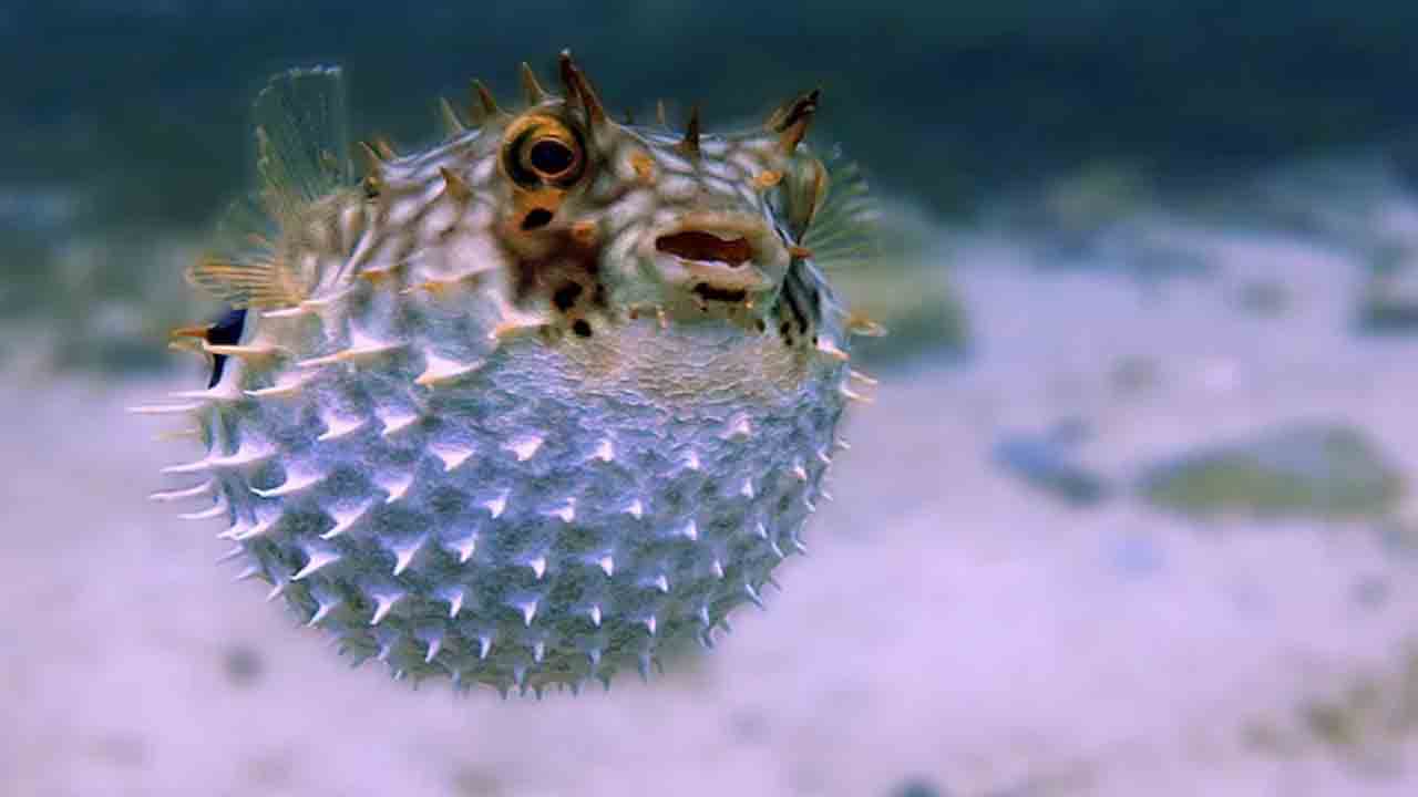 Puffer Fish | ఈ చేప కూర తిని మహిళ మృతి.. కోమాలో ఆమె భర్త
