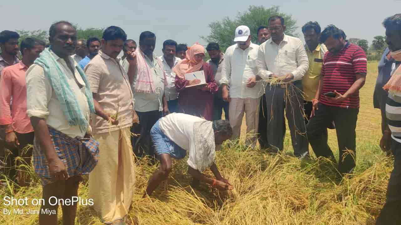 పంట నష్టంపై క్షేత్రస్థాయిలోకి..