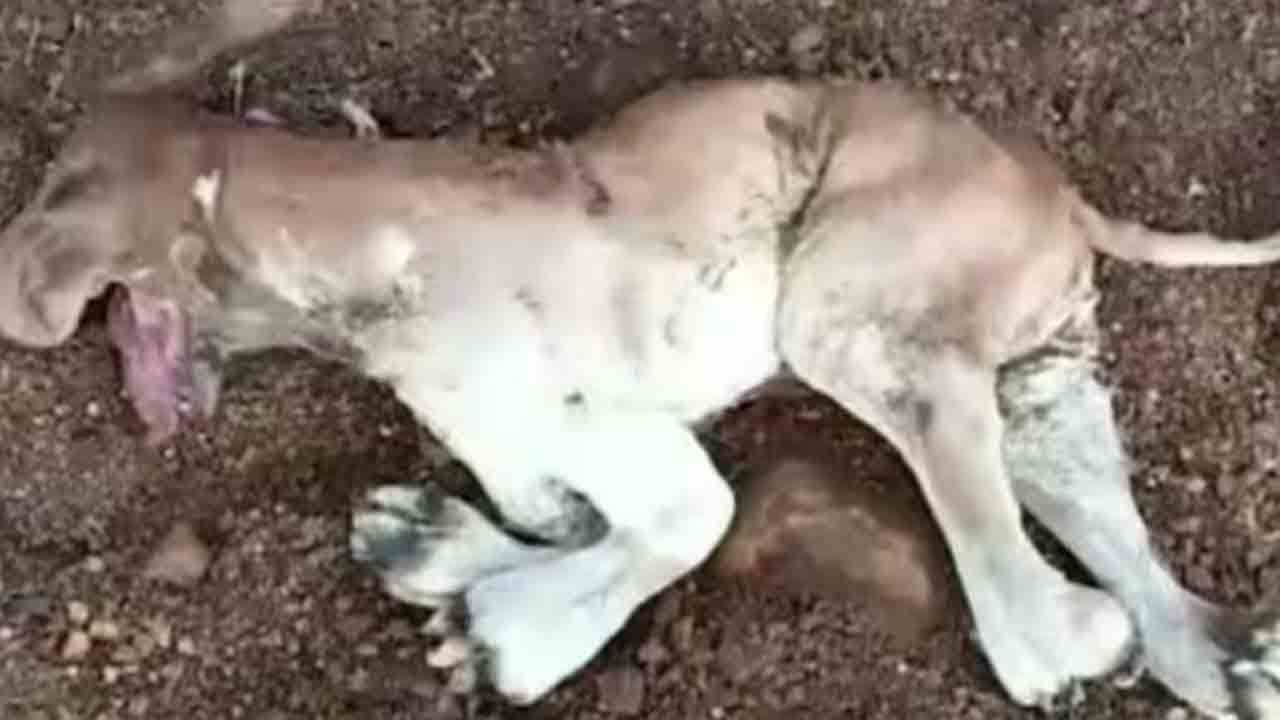 Calf Resemblance To Lion | సింహాన్ని పోలిన దూడకు  జన్మనిచ్చిన ఆవు