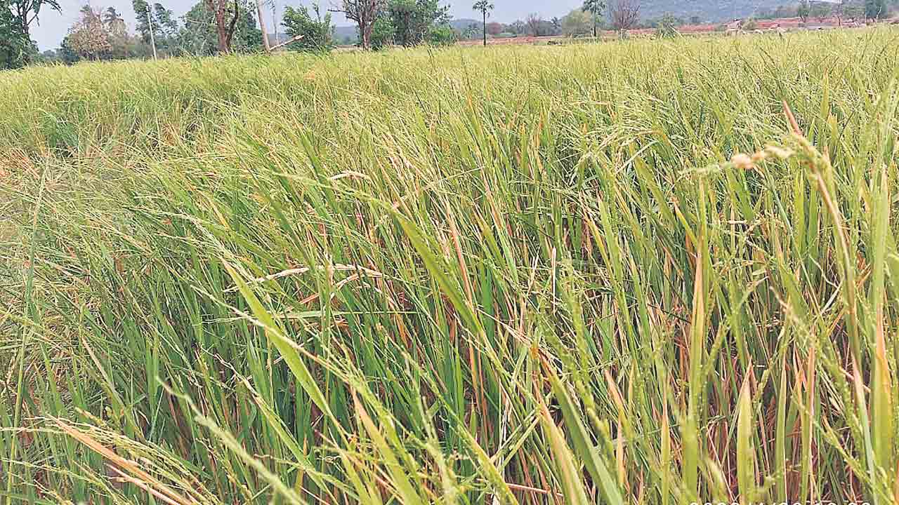 కడగండ్లు..