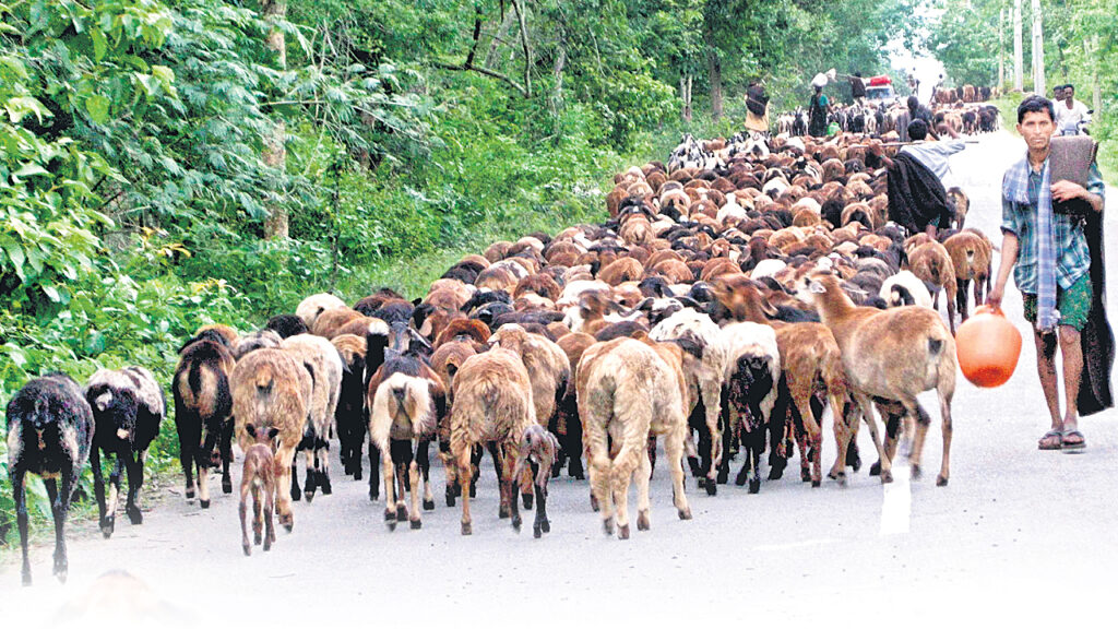 గొర్రెల పంపిణీ ప్రణాళిక