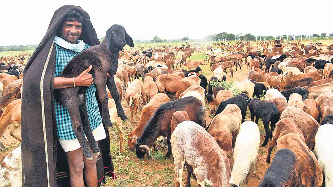 గొర్రెల పంపిణీతో 8 వేల కోట్ల సంపద సృష్టి