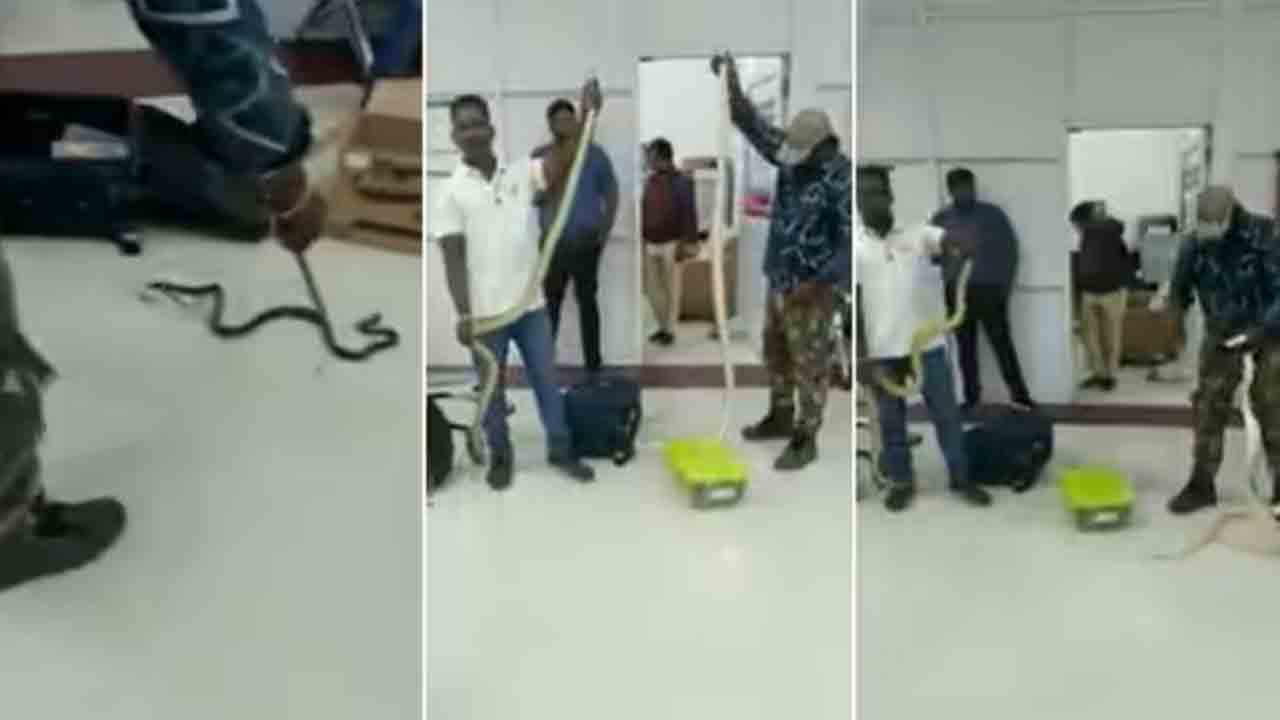 Watch: మహిళా ప్రయాణికురాలి బ్యాగుల్లో 22 పాములు, ఒక ఊసరవెల్లి.. వీడియో వైరల్‌