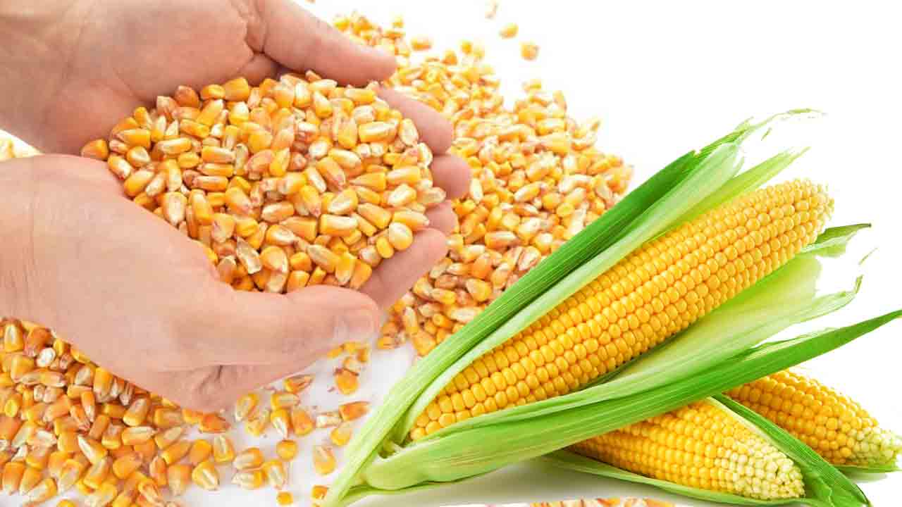 మక్కకు మద్దతు