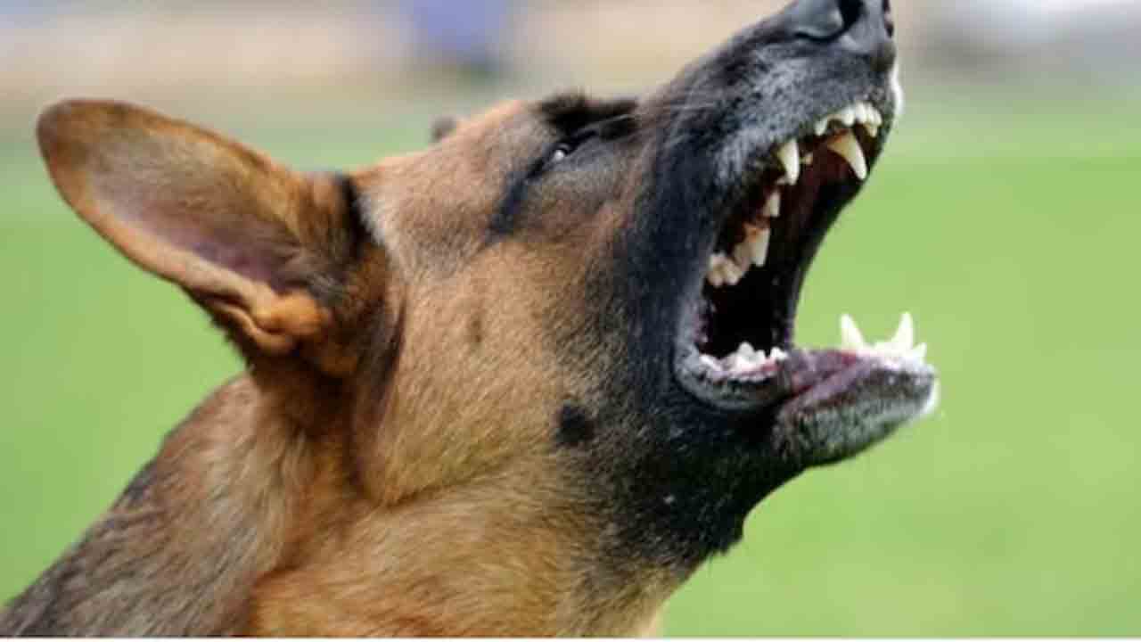 Domestic Violence | భర్తపై భార్య గృహహింస కేసు.. విచారణకు వచ్చిన మహిళా అధికారిపై కుక్కను వదిలిన వ్యక్తి..!