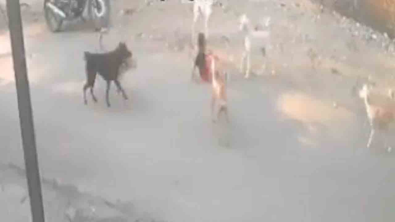 Stray Dogs | బాలుడిని చుట్టు ముట్టిన వీధి కుక్కలు.. వీడియో వైరల్..!