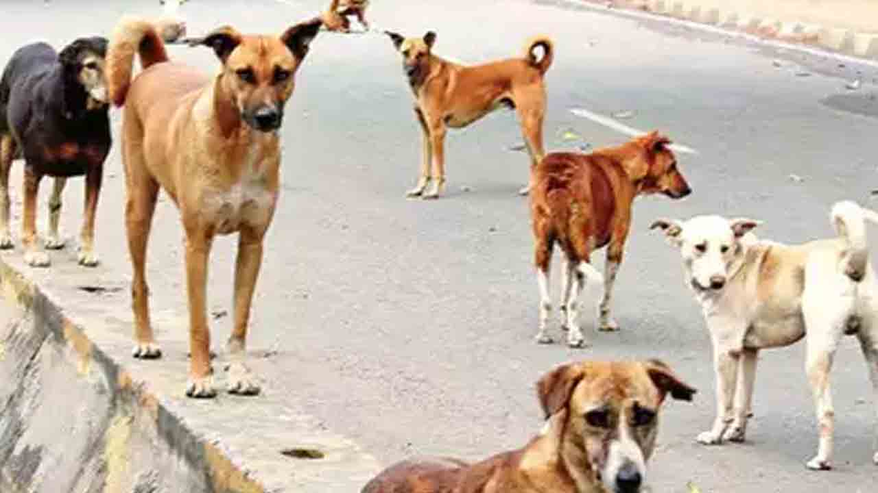 Stray dogs | మహబూబ్‌నగర్‌లో వీధి కుక్కలపై బుల్లెట్ల వర్షం.. భయాందోళనలో ప్రజలు