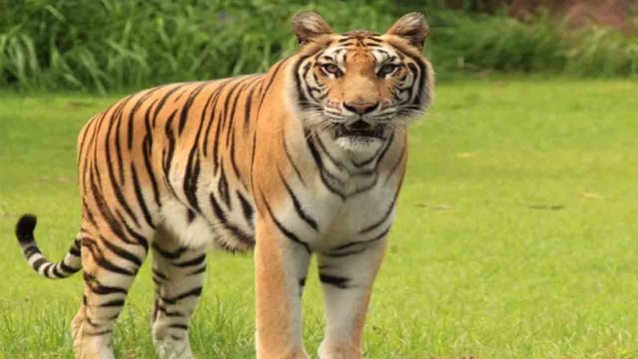 Tiger Terror | పులి సంచారంపై భయం భయం.. రాత్రి 7 నుంచి ఉదయం 6 వరకు కర్ఫ్యూ, స్కూళ్లు కూడా బంద్‌