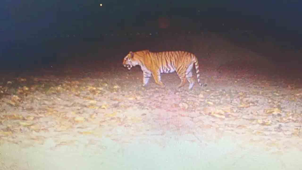 Tiger Spotted | అక్కడ 110 ఏళ్ల తర్వాత తొలిసారి పెద్దపులి ప్రత్యక్షం