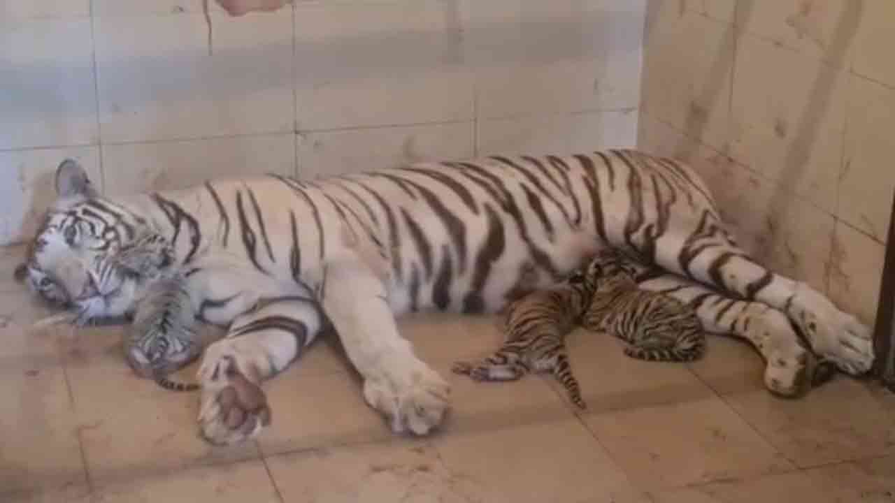 White tigress | గ్వాలియర్‌ జూలో మూడు కూనలకు జన్మనిచ్చిన తెల్ల పులి