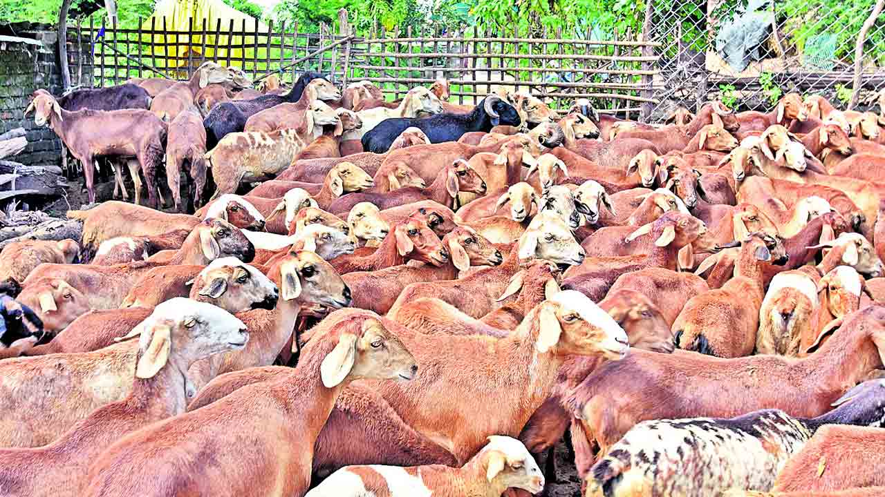 గొర్రెల పంపిణీకి కసరత్తు