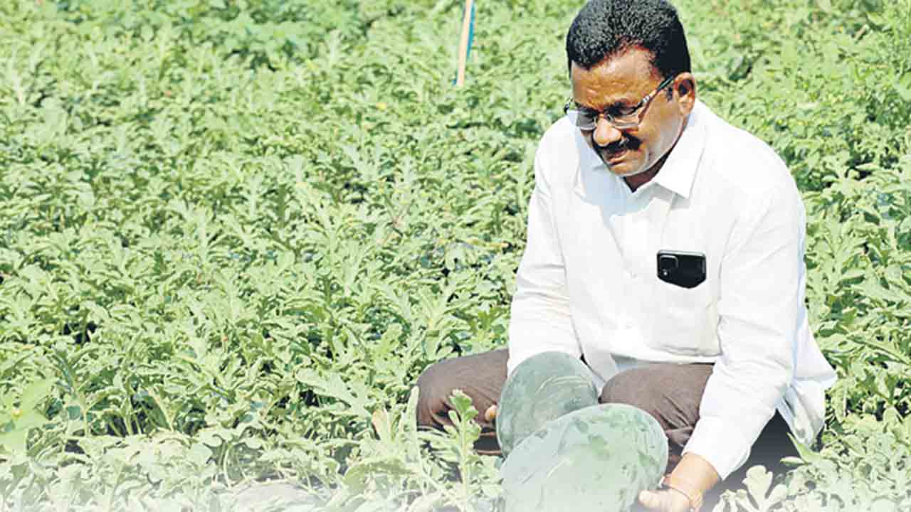 పుచ్చకాయ సాగు బహు బాగు