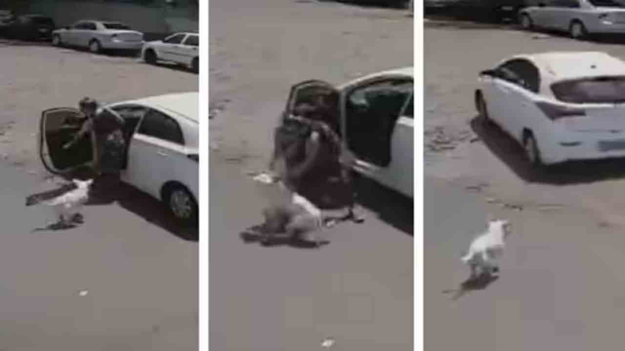 Heartbreaking Video | పెంపుడు కుక్కను రోడ్డుపై వదిలేసిన మహిళ.. నెటిజన్లు ఎలా స్పందించారంటే!