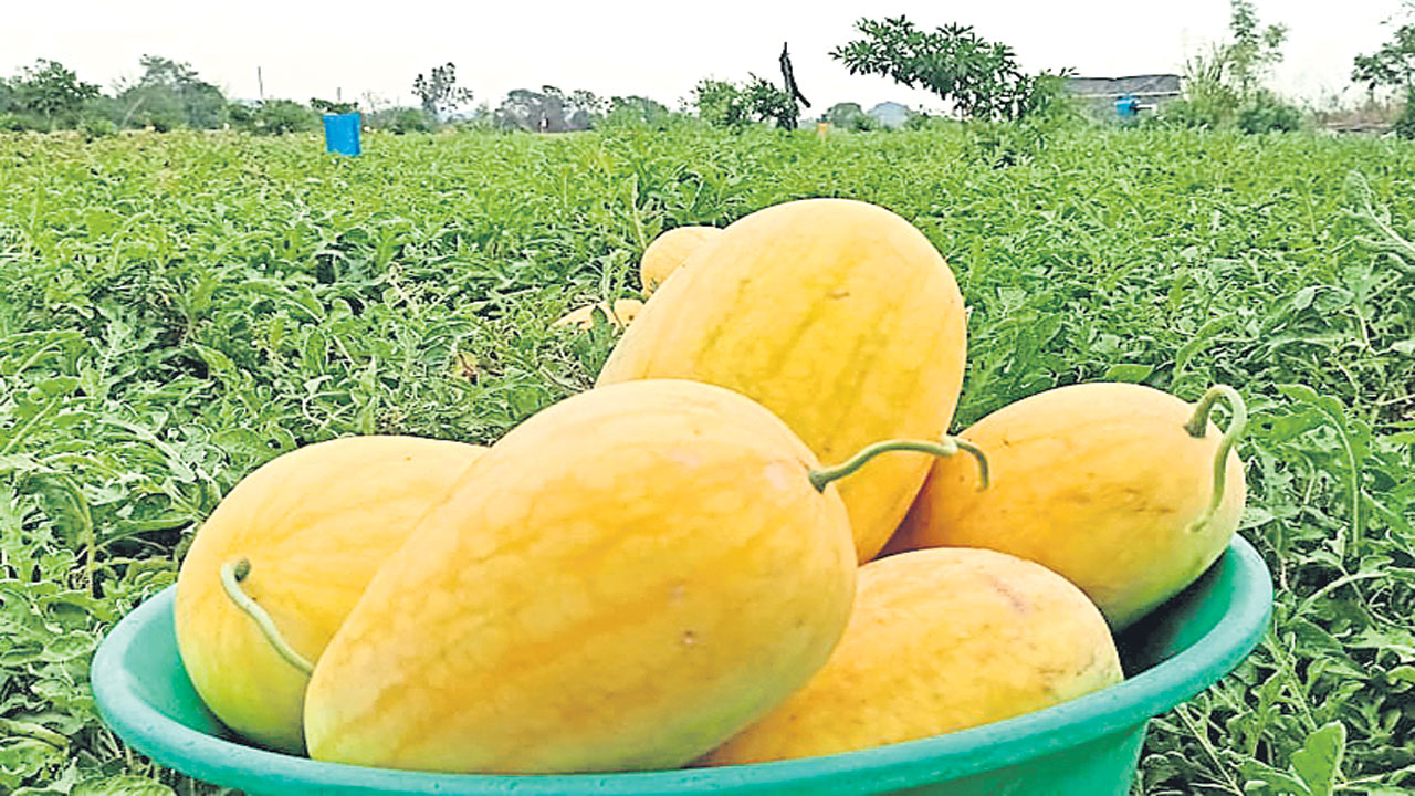 ఎల్లో కలర్‌ వాటర్‌ మిలన్‌!