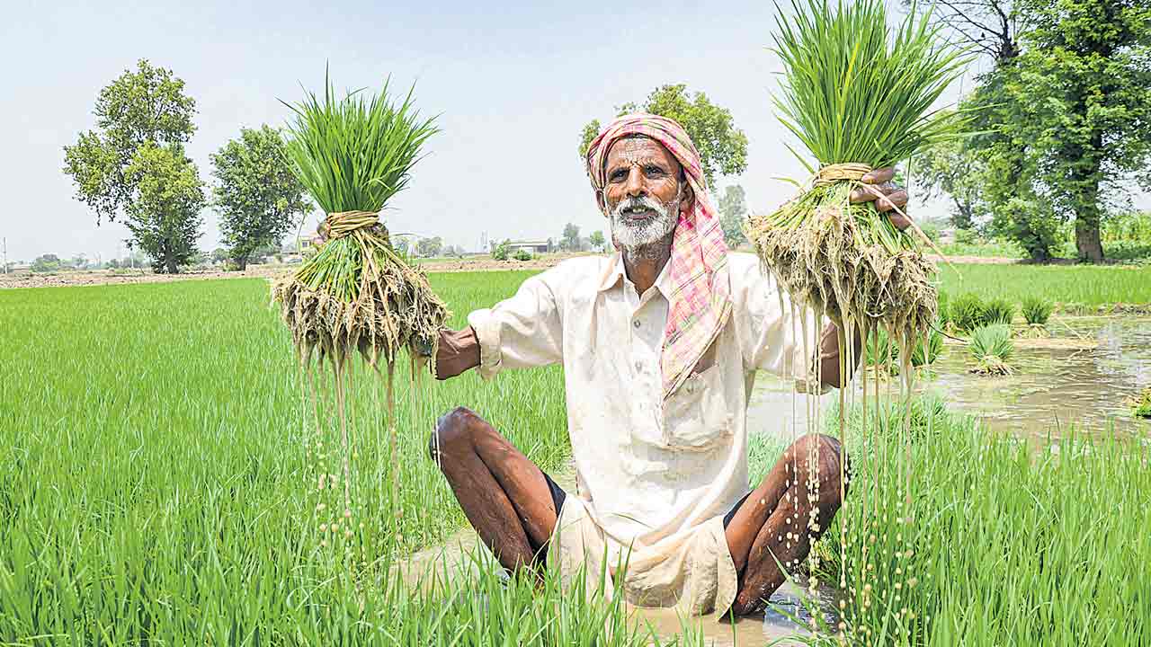 పసిడి పంటల తెలంగాణ