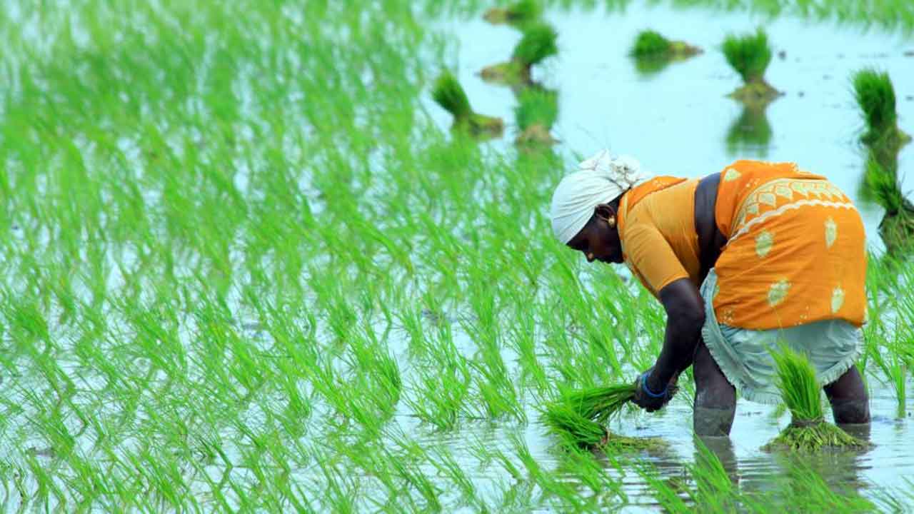 యాంటిబయాటిక్స్‌.. సాగులో నిషేధం