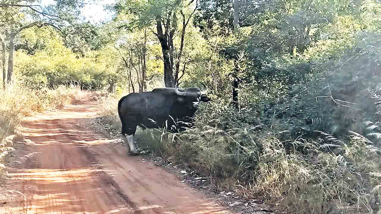 Indian Bison |  అమ్రాబాద్‌ అడవుల్లో అరుదైన బైసన్‌.. కర్ణాటక అడవుల నుంచి ప్రవేశం.. అచ్చంపేట కోర్‌ ఫారెస్ట్‌లో సంచారం