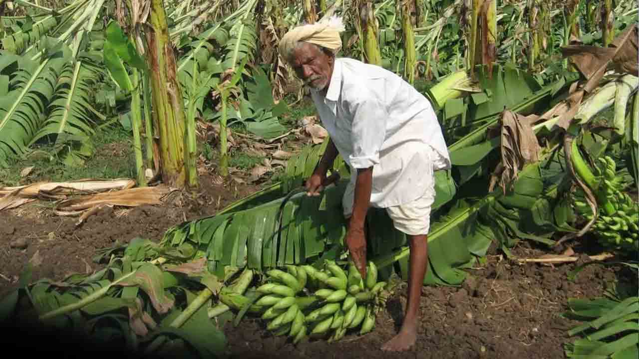 అరటి రైతులకు అండగా సీఎఫ్‌టీఆర్‌ఐ