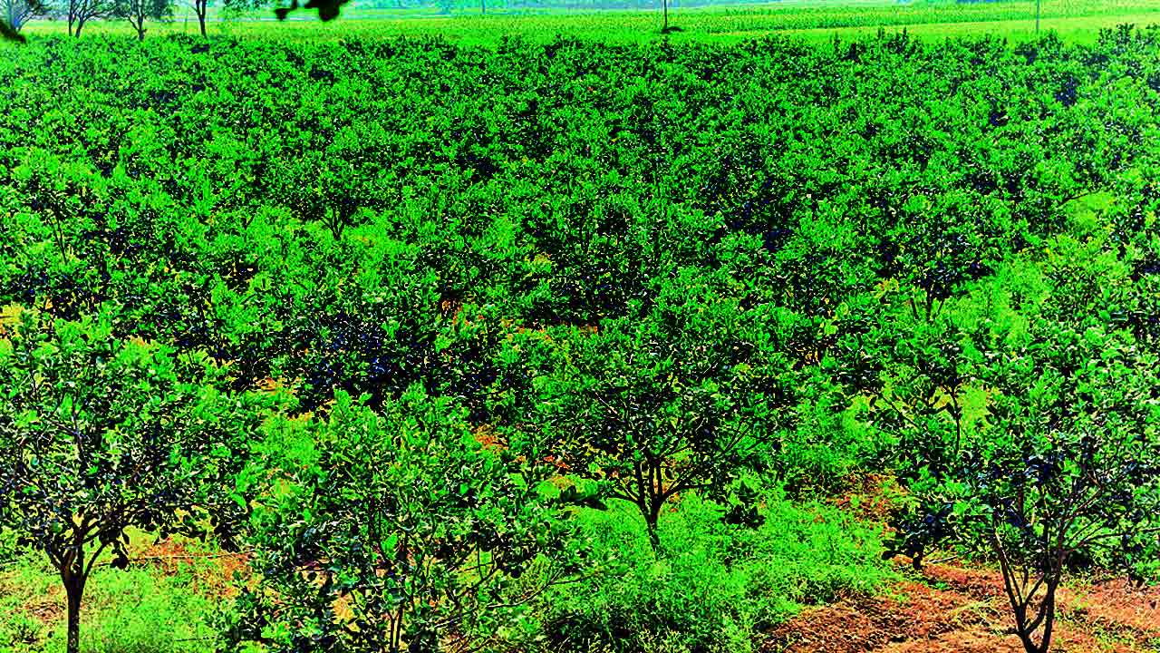 సర్కారు ఊతం.. బత్తాయి సేద్యం