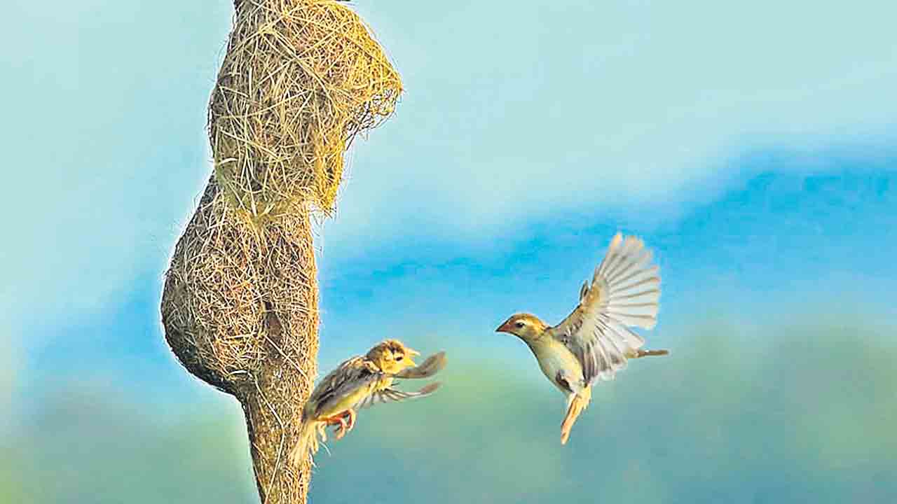 International Photography awards |  అంతర్జాతీయ ఫొటోగ్రఫీ పోటీల్లో మొగిలిచర్లవాసికి పసిడి పతకం