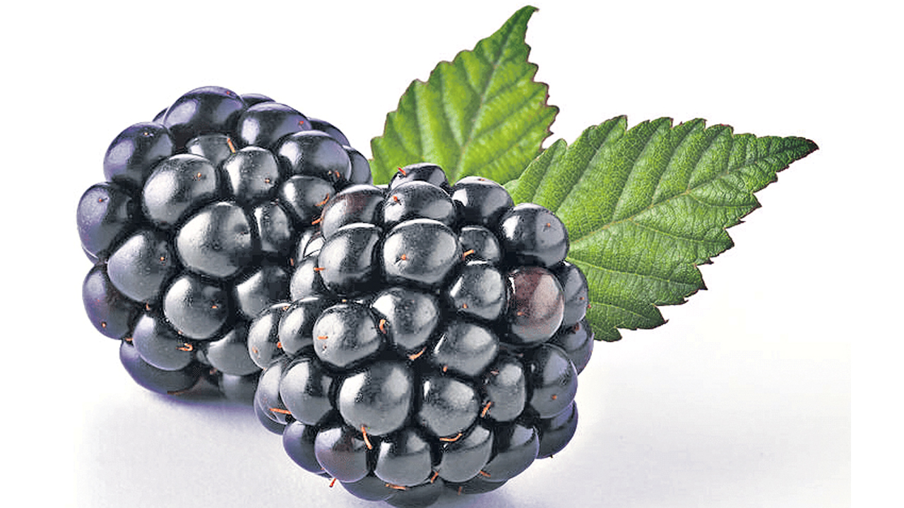 Black Berry