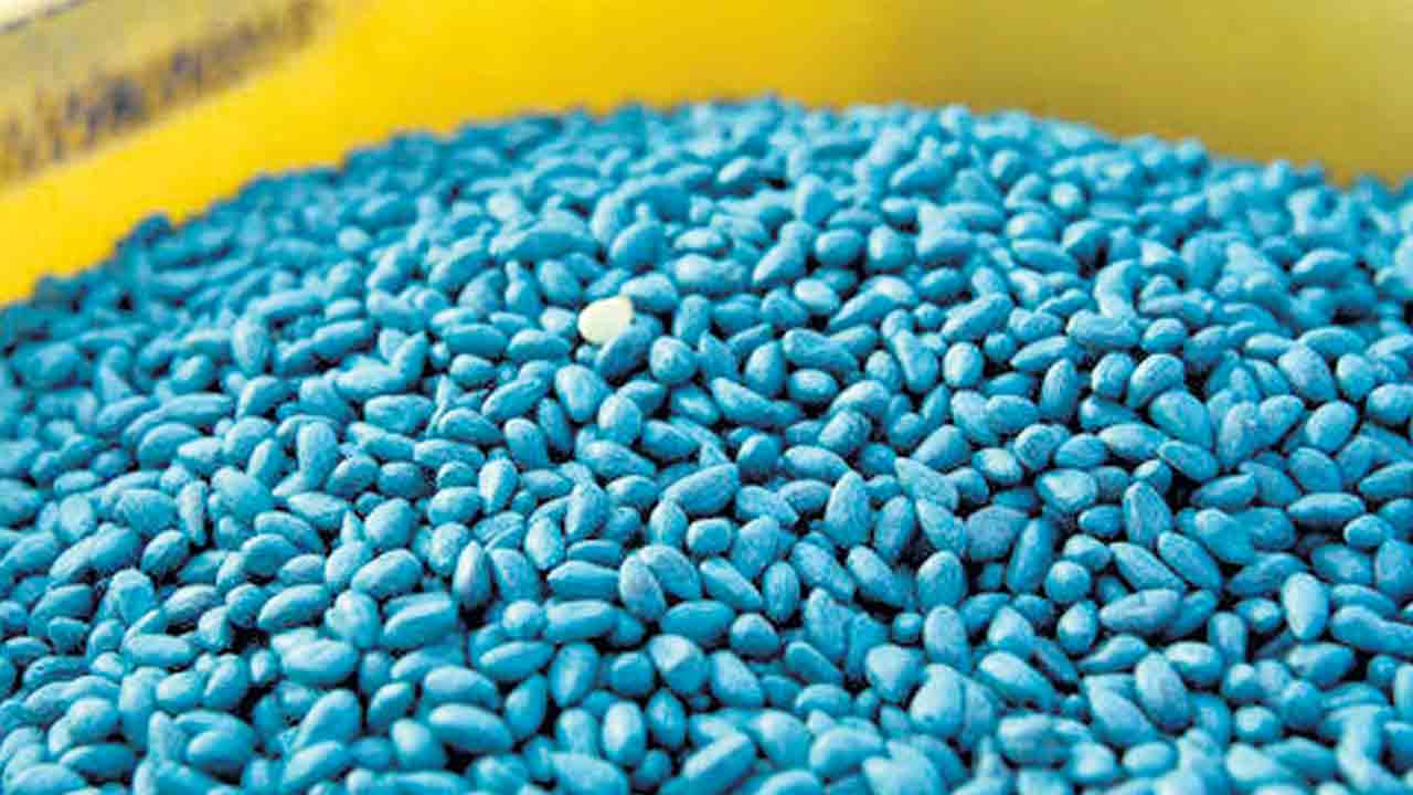 పత్తి విత్తుకు కేంద్రం తెగులు