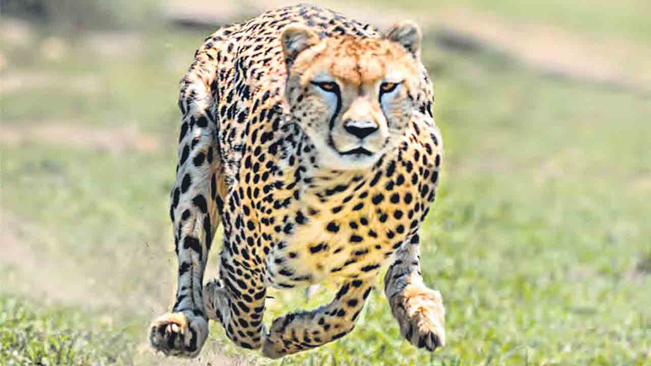 Project Cheetah |  జీవావరణాన్ని మరిచి చీతాలను తెచ్చారు.. నెలలోపే 2 చీతాలు మృతి