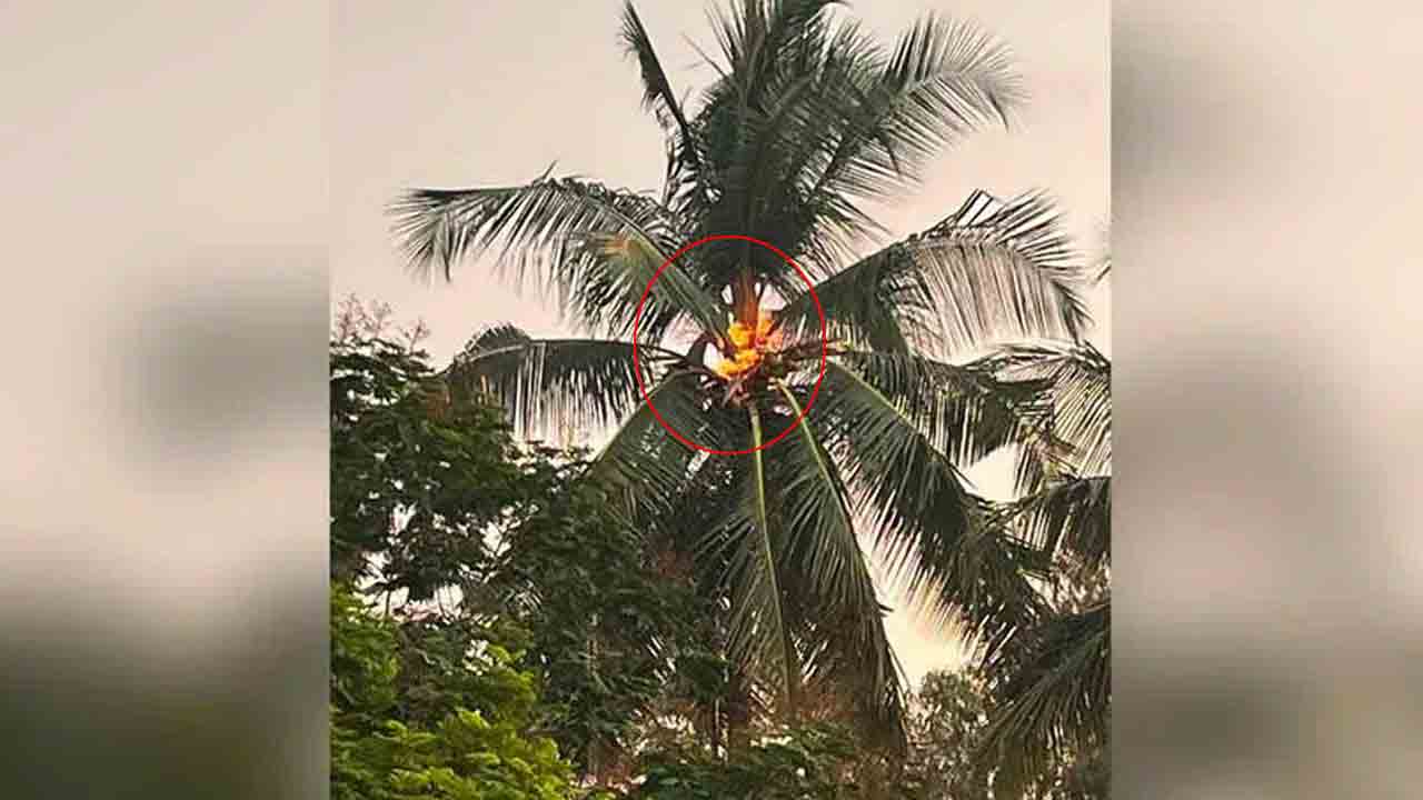 Hyderabad | రాజేంద్ర‌న‌గ‌ర్‌లో కొబ్బ‌రి చెట్టుపై పిడుగు..