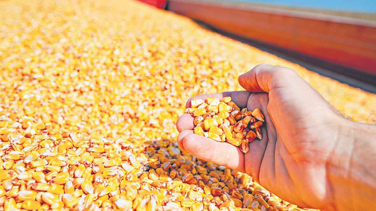 మక్కల కొనుగోళ్లకు గ్రీన్‌సిగ్నల్‌