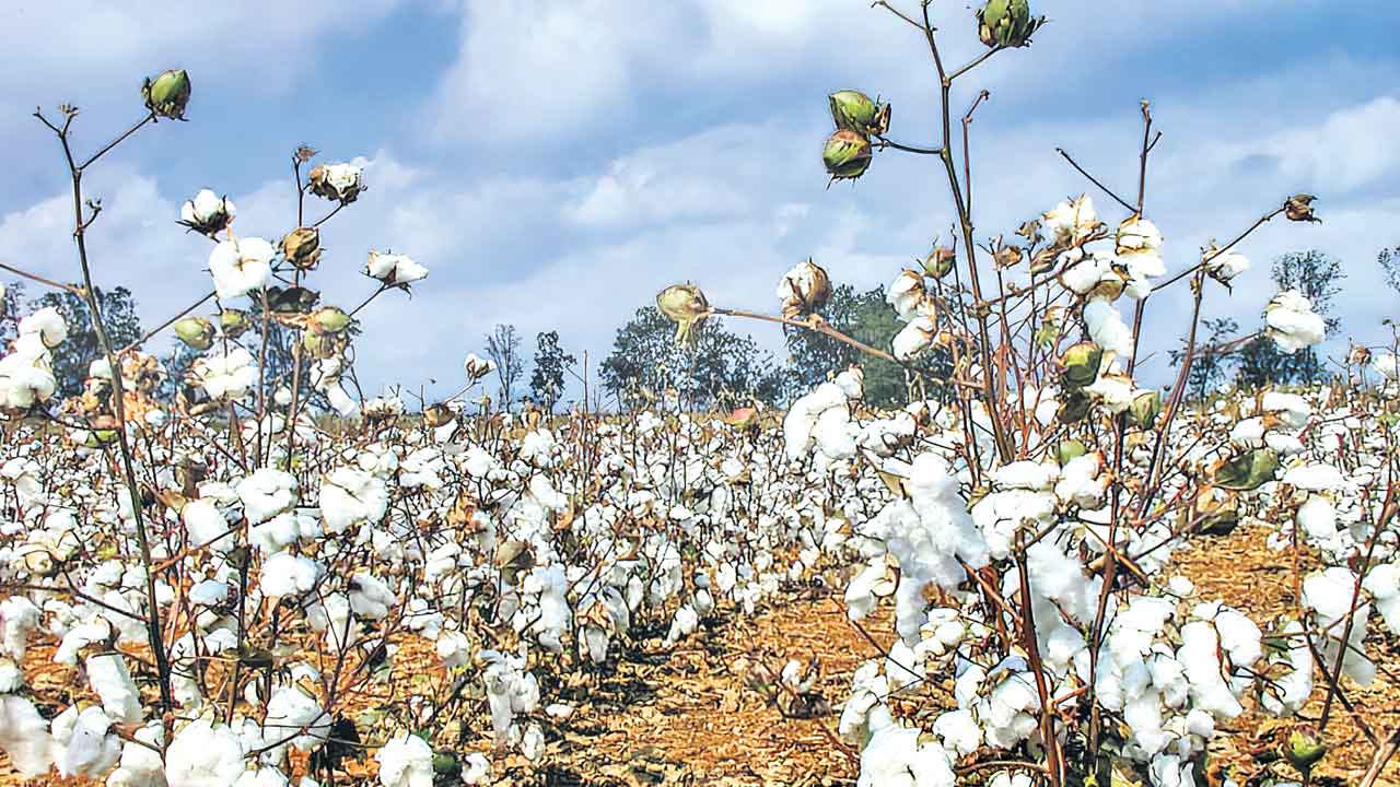 14 ఏండ్ల కనిష్ఠానికి పత్తి ఉత్పత్తి