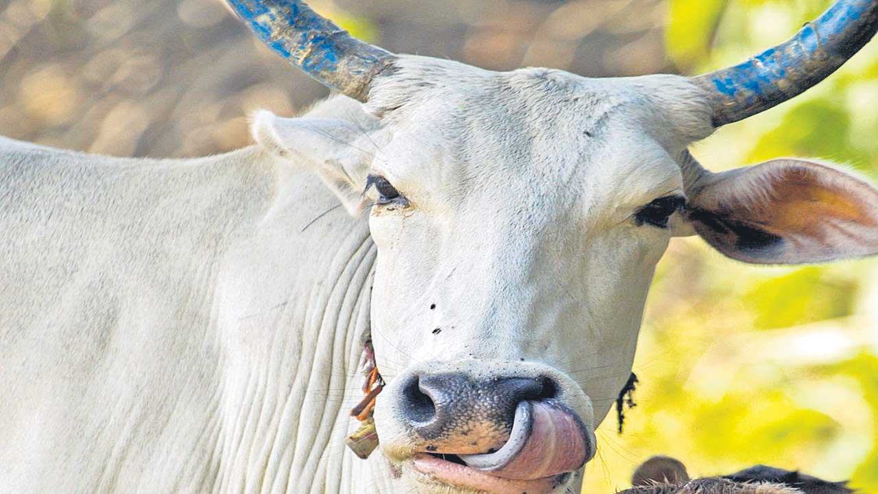 గోమూత్రం తాగొద్దు.. ఐవీఆర్‌ పరిశోధనలో సంచలన విషయాలు వెలుగులోకి..