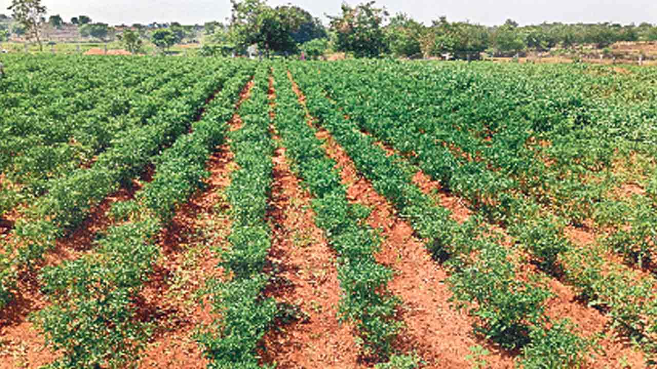 సాగులో రారాజు