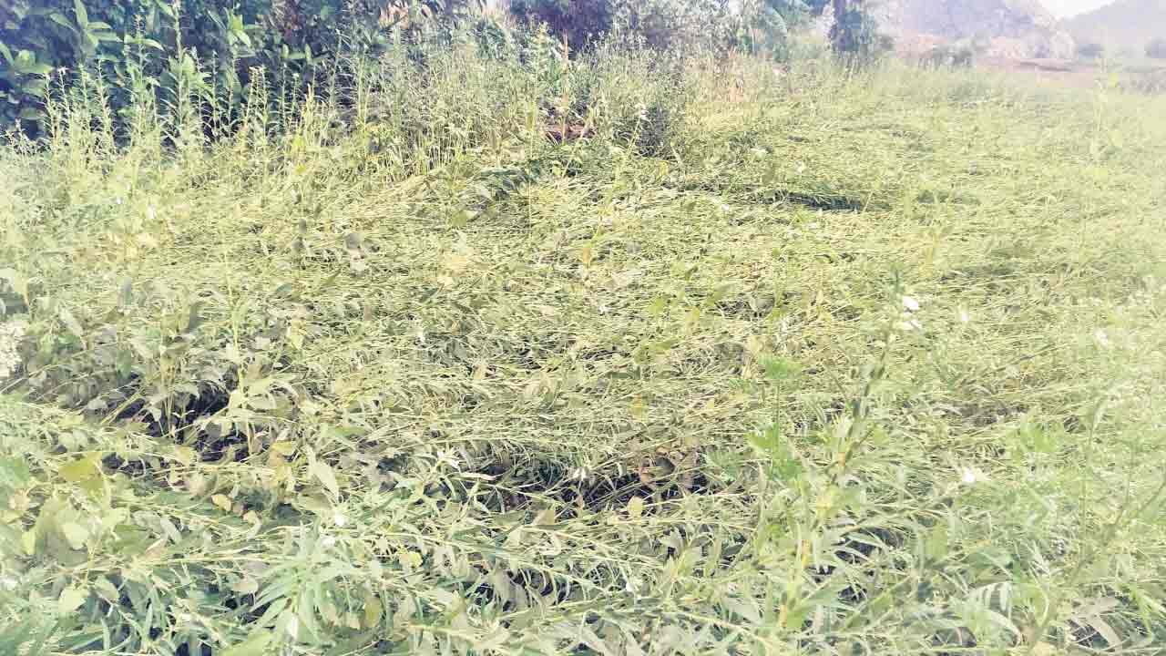 అకాల వర్షం.. ఈదురుగాలులు