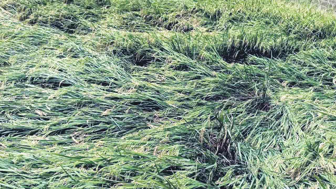 ఆసిఫాబాద్ జిల్లాలో 3100 ఎకరాల్లో నష్టం