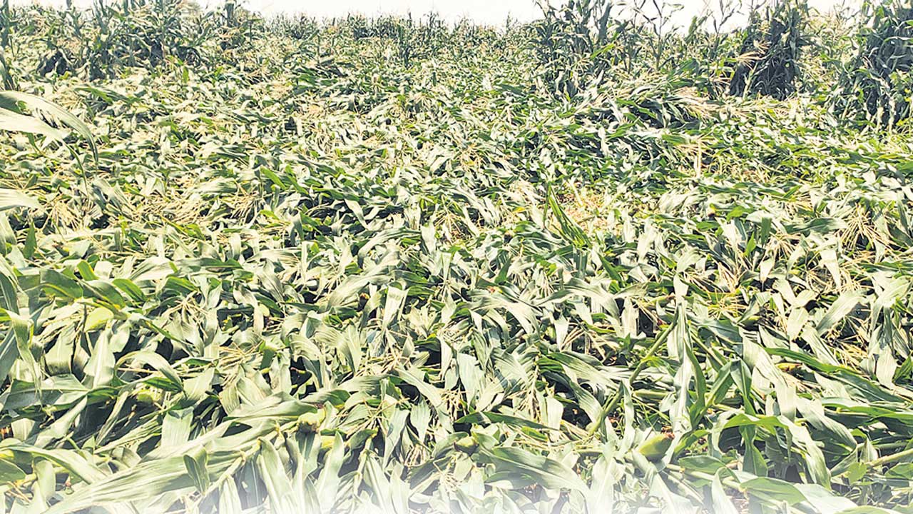 ఉమ్మడి జిల్లాలో ఈదురుగాలుల వర్ష బీభత్సం