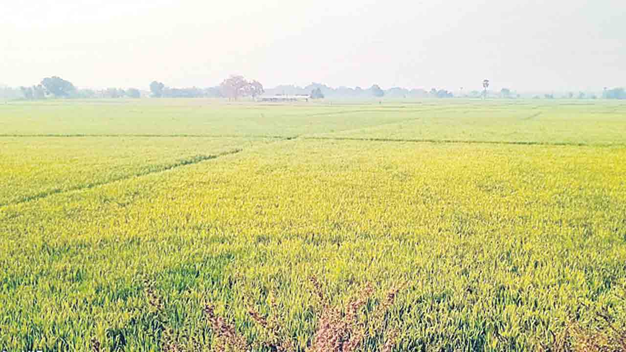 చకచకా చెక్‌ డ్యామ్‌లు..