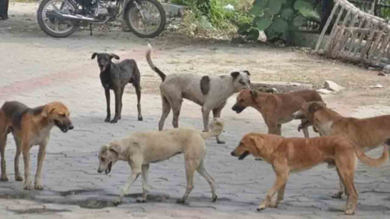 Dogs Attack | అన్నమయ్య జిల్లాలో దారుణం.. కుక్కల దాడిలో రైతు మృతి