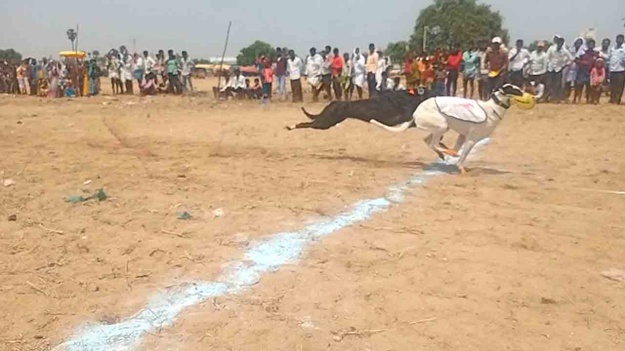 Dogs Run | శునకాలకు పరుగు పందెం.. పాల్గొన్న 17 శునకాలు