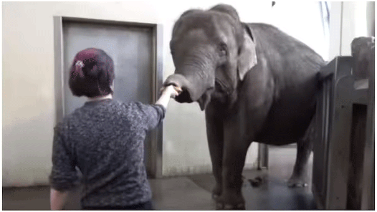 Viral Video | ఈ ఏనుగు అరటిపండును తినే తీరుకు నెటిజ‌న్లు ఫిదా