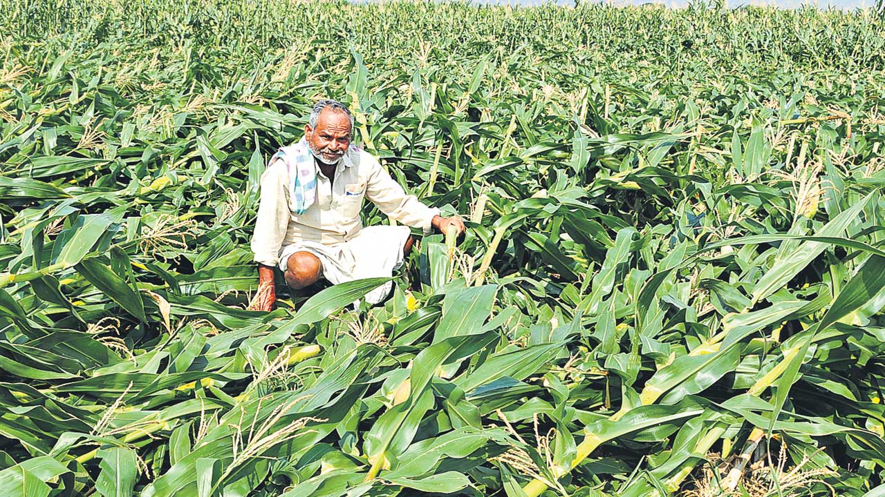 Famer Crop Damage
