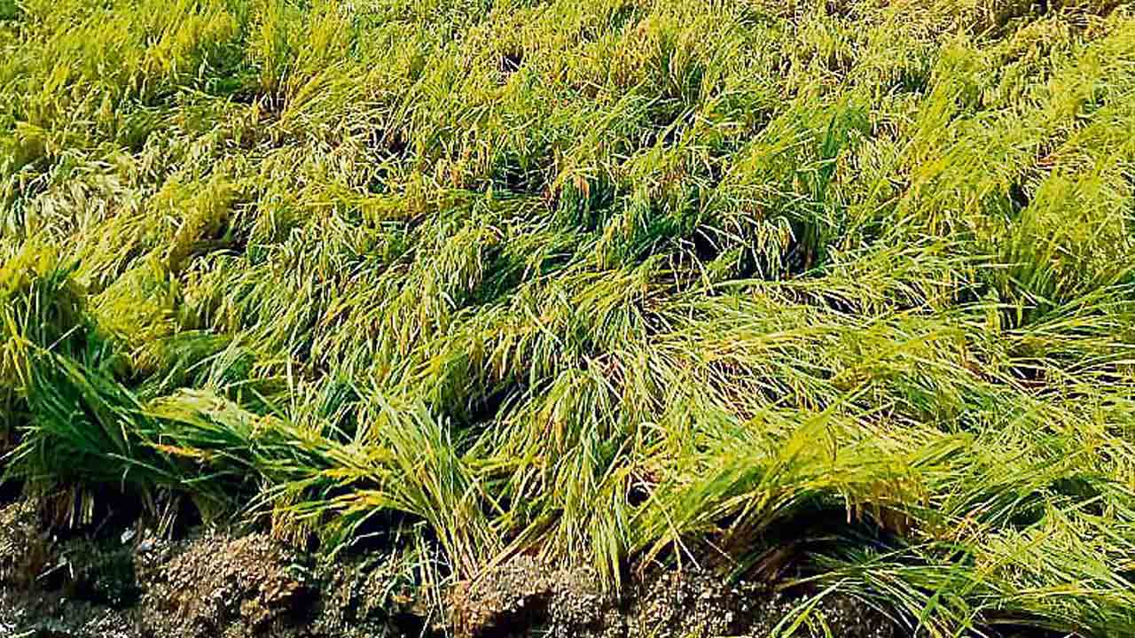 రైత‌న్న‌కు పంట ప‌రిహారం