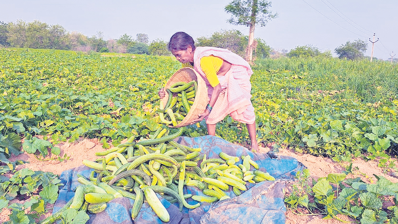 లాభాల కీర